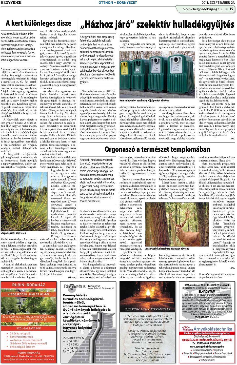 Termése pedig fontos vitaminforrás, ráadásul a madarakat is mágnesként vonzza.