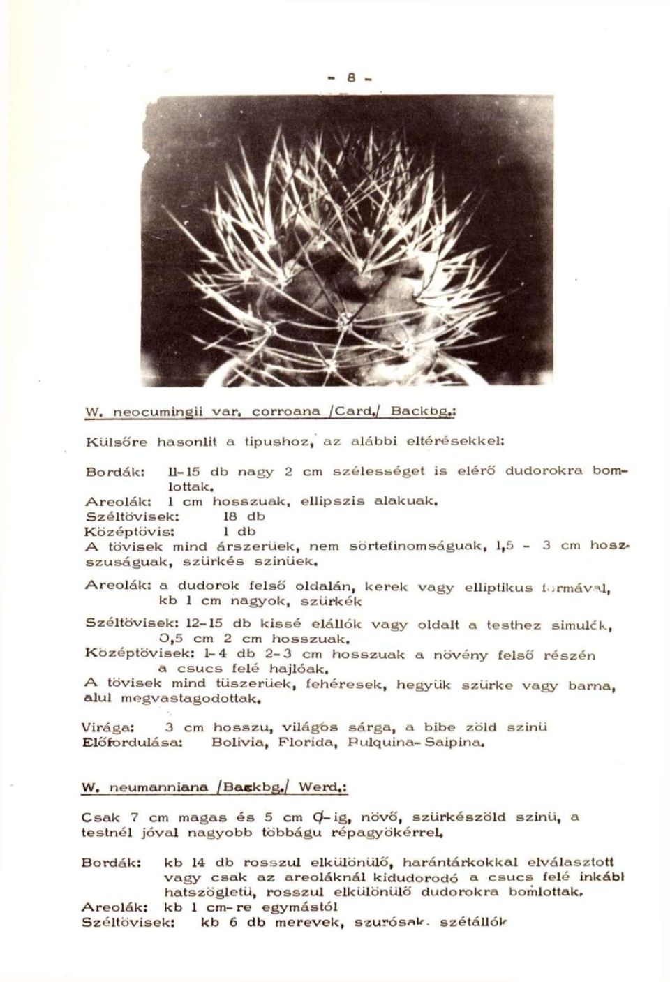 Areolák: a dudorok felső oldalán, kerek vagy elliptikus l.rmávvl, kb 1 cm nagyok, szürkék Széltövisek: 12-15 db kissé elállók vagy oldalt a testhez símulck, 0,5 cm 2 cm hosszúak.