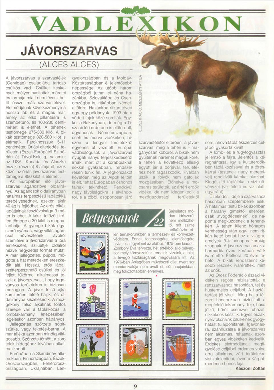 (Cervidae) családjába tartozó csülkös vad. Csülkei keskenyek, mélyen hasítottak, méretei és formája miatt nem téveszthető össze más szarvasfélével.