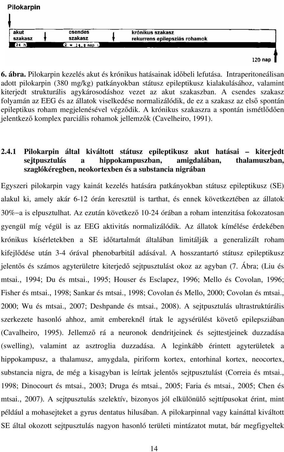 A csendes szakasz folyamán az EEG és az állatok viselkedése normalizálódik, de ez a szakasz az elsı spontán epileptikus roham megjelenésével végzıdik.