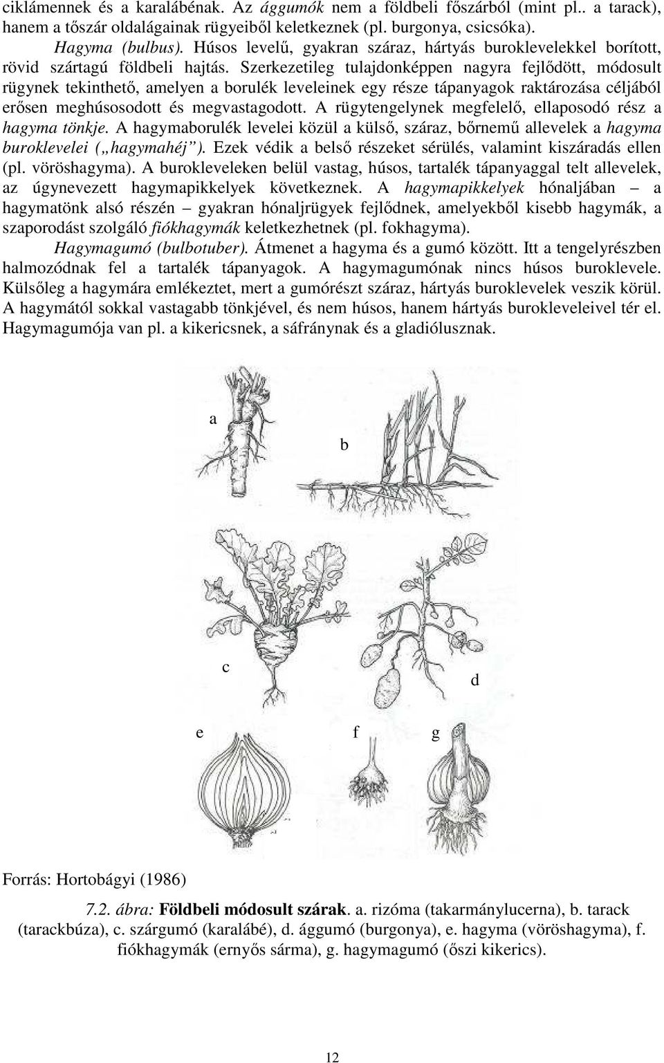 Szerkezetileg tulajdonképpen nagyra fejlıdött, módosult rügynek tekinthetı, amelyen a borulék leveleinek egy része tápanyagok raktározása céljából erısen meghúsosodott és megvastagodott.