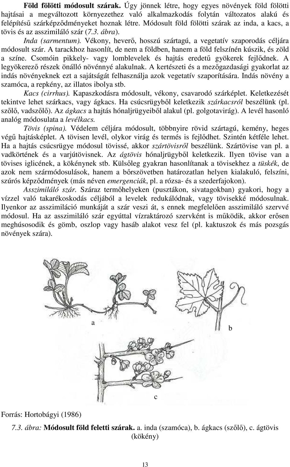 Módosult föld fölötti szárak az inda, a kacs, a tövis és az asszimiláló szár (7.3. ábra). Inda (sarmentum). Vékony, heverı, hosszú szártagú, a vegetatív szaporodás céljára módosult szár.