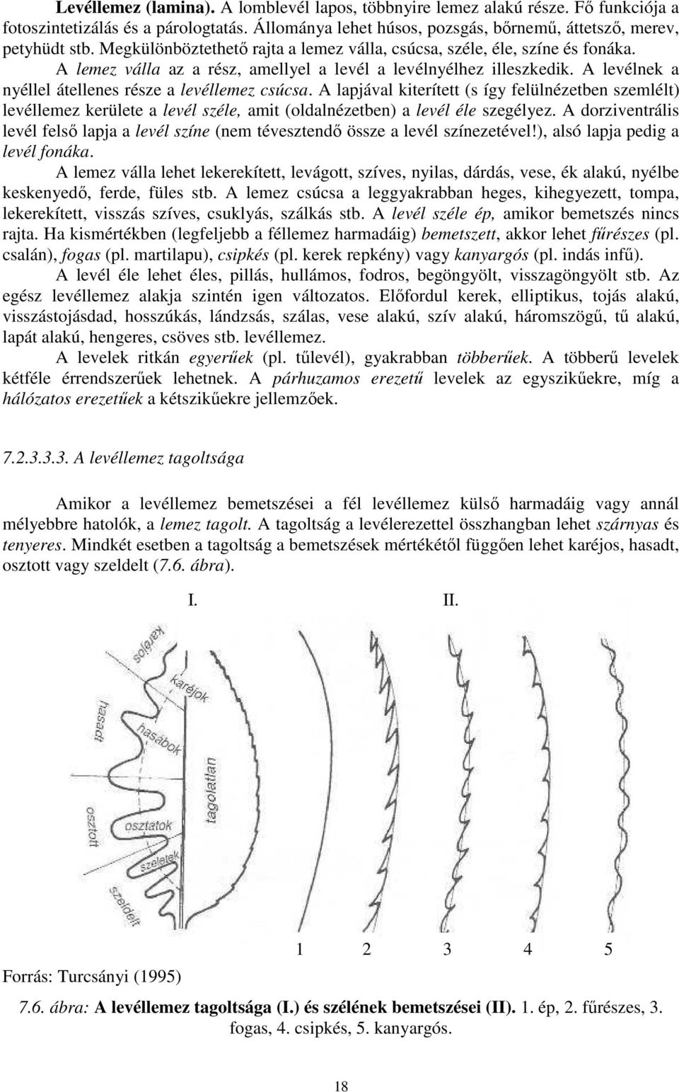 A levélnek a nyéllel átellenes része a levéllemez csúcsa. A lapjával kiterített (s így felülnézetben szemlélt) levéllemez kerülete a levél széle, amit (oldalnézetben) a levél éle szegélyez.