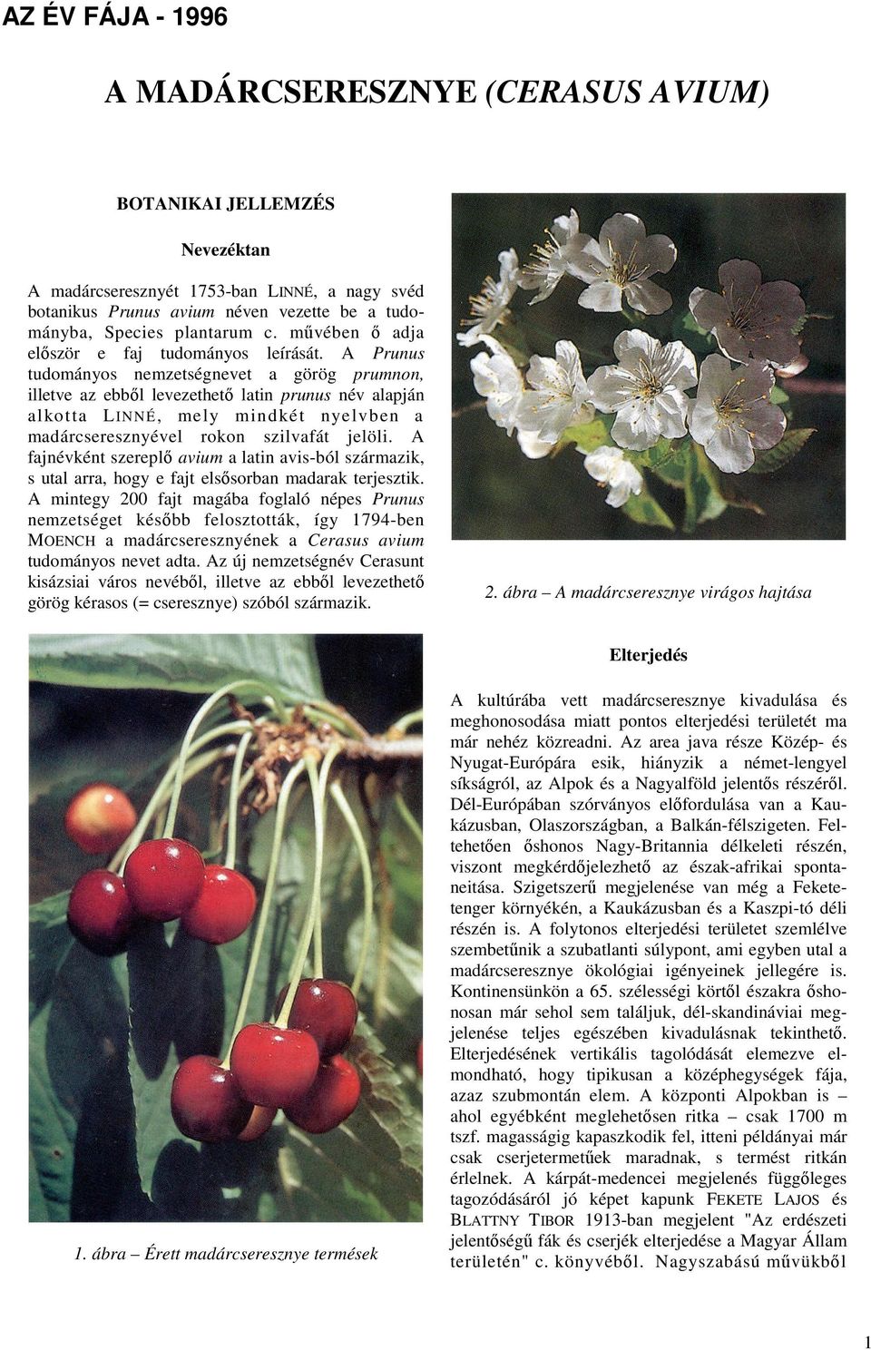 A Prunus tudományos nemzetségnevet a görög prumnon, illetve az ebbıl levezethetı latin prunus név alapján alkotta LINNÉ, mely mindkét nyelvben a madárcseresznyével rokon szilvafát jelöli.