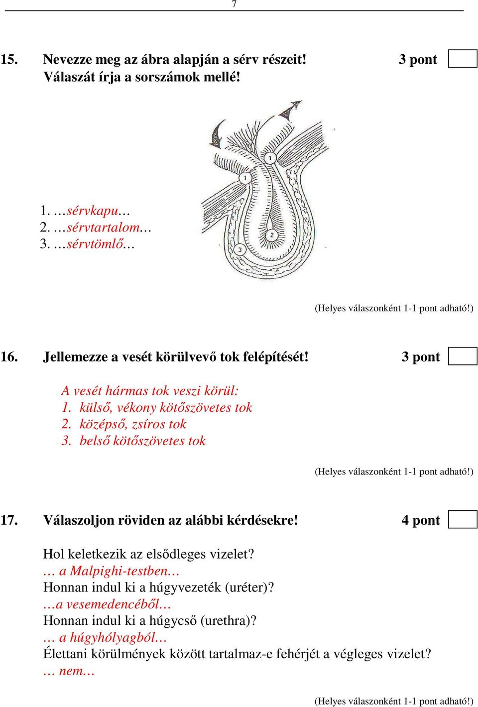 belső kötőszövetes tok 17. Válaszoljon röviden az alábbi kérdésekre! 4 pont Hol keletkezik az elsődleges vizelet?