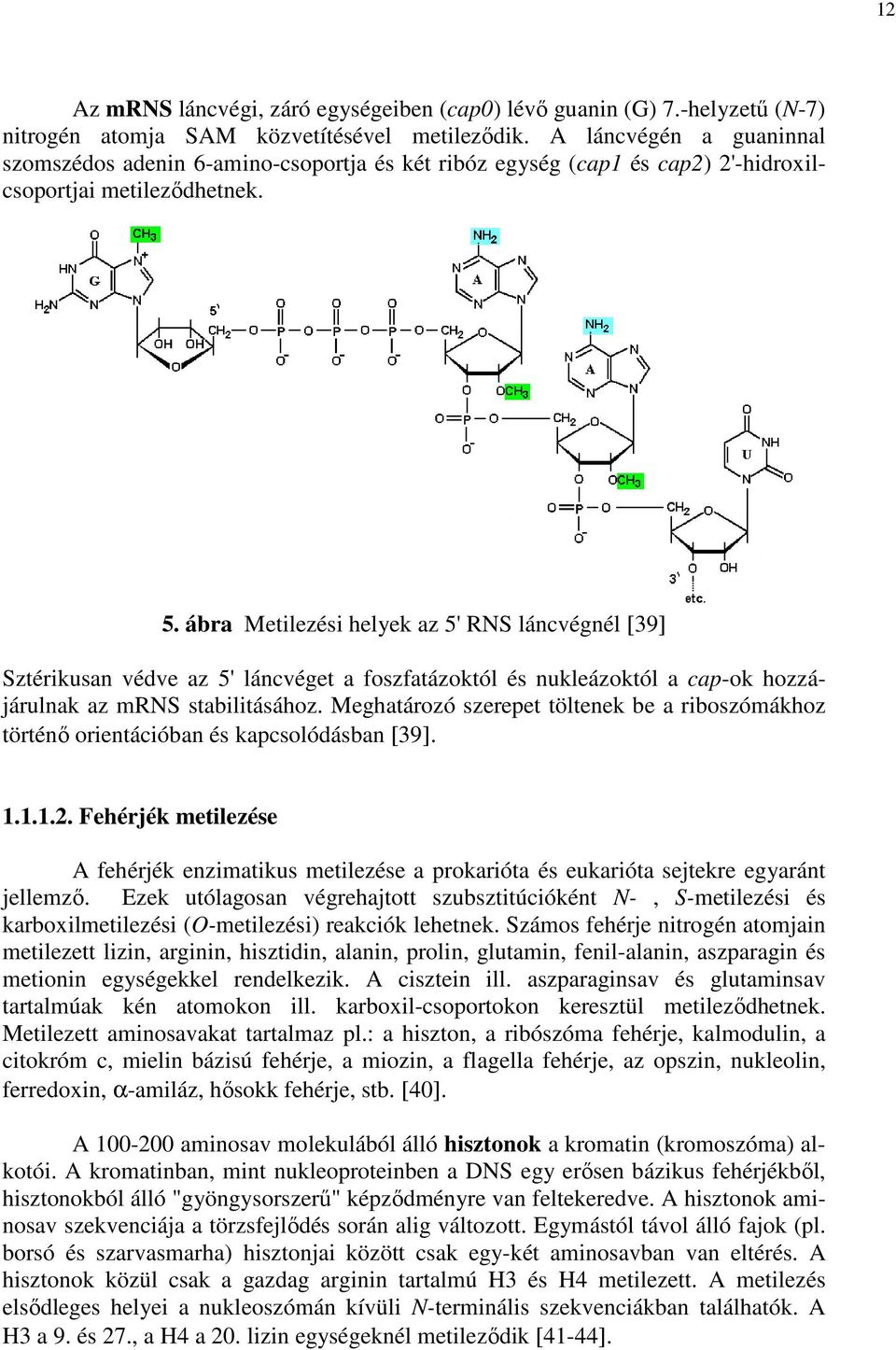 ábra Metilezési helyek az 5' RNS láncvégnél [39] Sztérikusan védve az 5' láncvéget a foszfatázoktól és nukleázoktól a cap-ok hozzájárulnak az mrns stabilitásához.