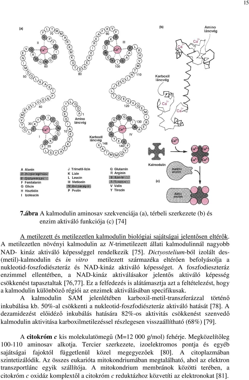 Dictyostelium-ból izolált des- (metil)-kalmodulin és in vitro metilezett származéka eltérıen befolyásolja a nukleotid-foszfodiészteráz és NAD-kináz aktiváló képességet.