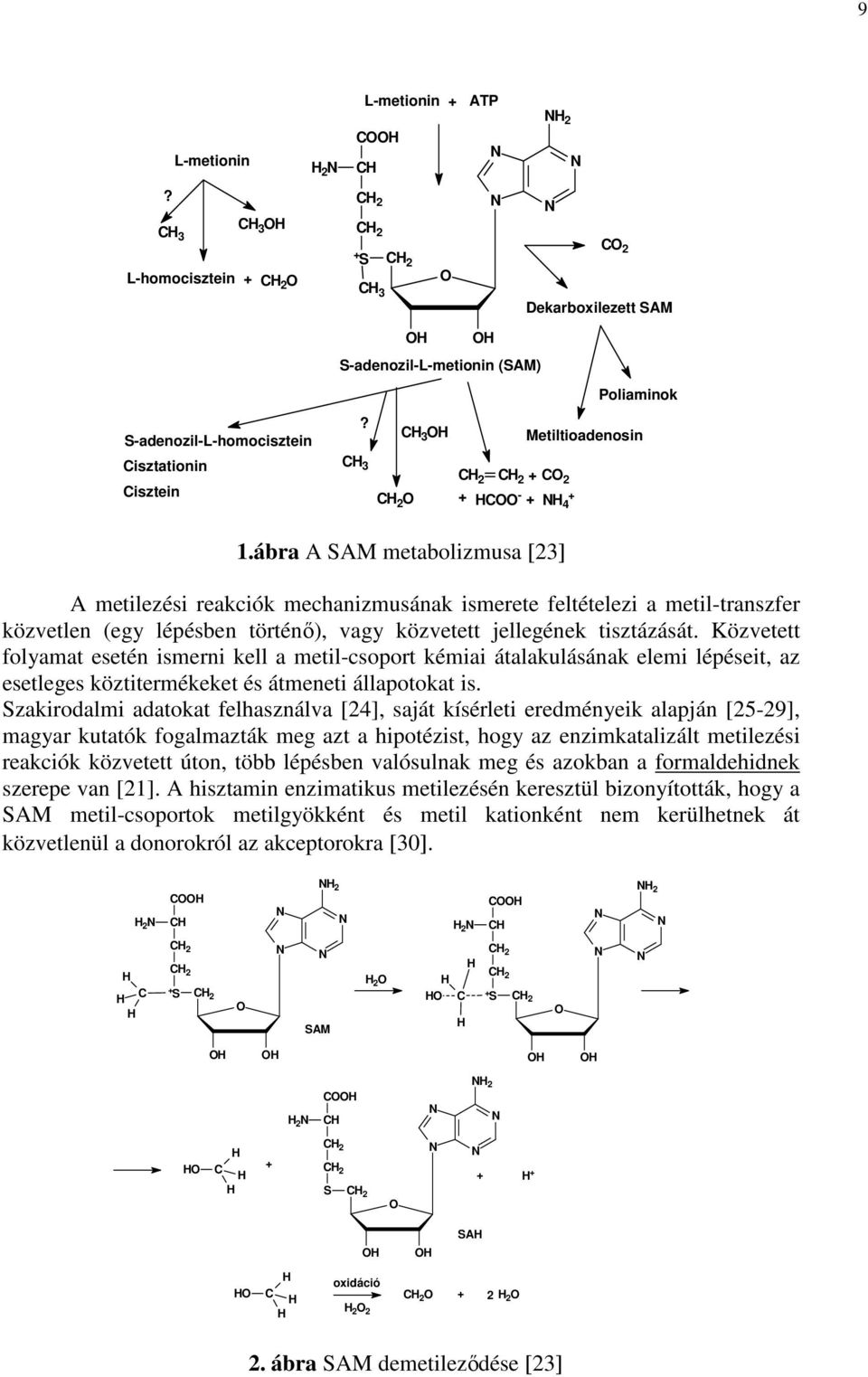 CH 3 CH 2 O OH CH 3 OH OH CH 2 CH 2 + CO 2 + HCOO - + + NH 4 Poliaminok Metiltioadenosin 1.