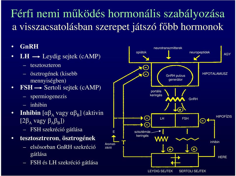 szekréció gátlása tesztosztreron, ösztrogének elsősorban GnRH szekréció gátlása FSH és LH szekréció gátlása E Aromatizáció opiátok szisztémás