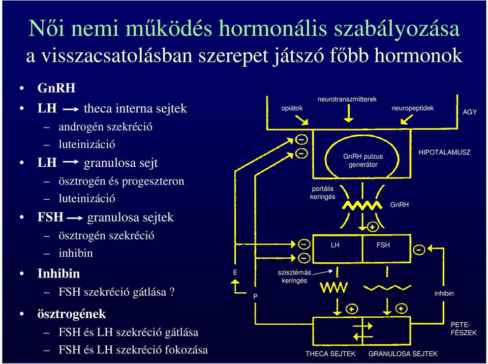 opiátok neurotranszmitterek portális keringés GnRH pulzus generátor LH FSH neuropeptidek GnRH AGY HIPOTALAMUSZ Inhibin FSH szekréció