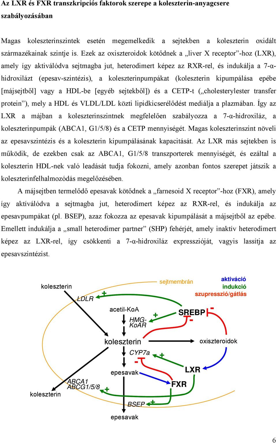 koleszterinpumpákat (koleszterin kipumpálása epébe [májsejtből] vagy a HDL-be [egyéb sejtekből]) és a CETP-t ( cholesterylester transfer protein ), mely a HDL és VLDL/LDL közti lipidkicserélődést