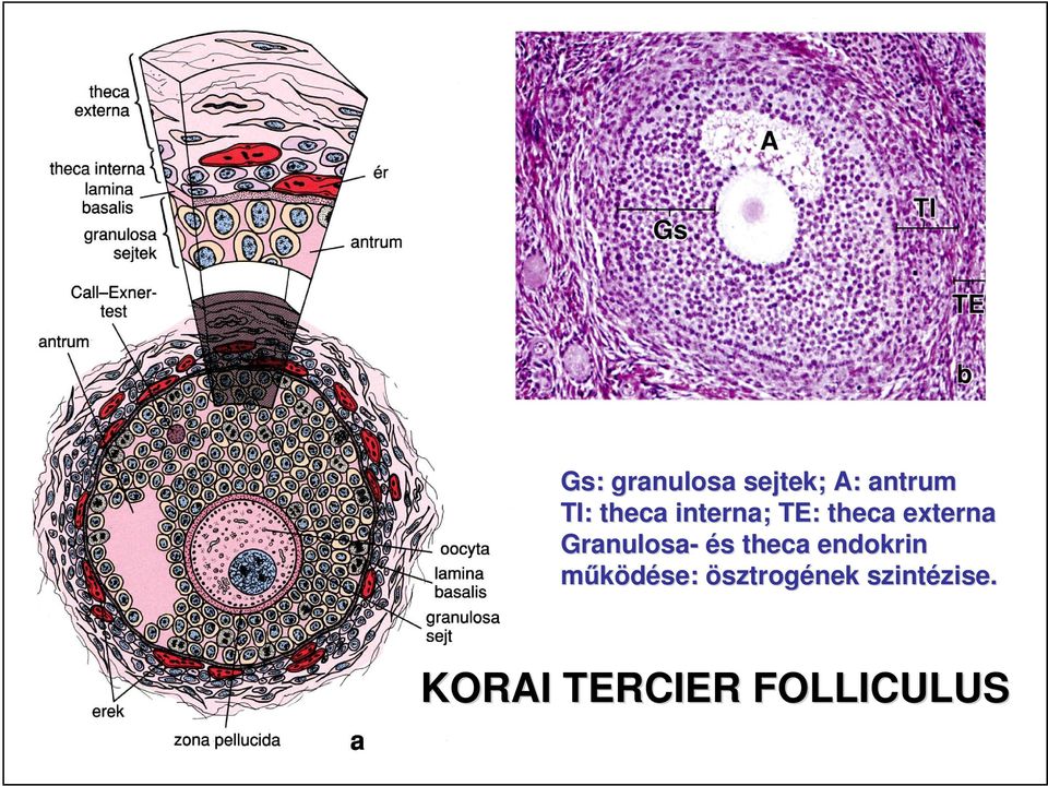 Granulosa- és theca endokrin m ködése: