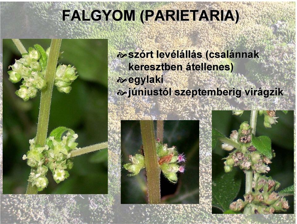 keresztben átellenes) egylaki