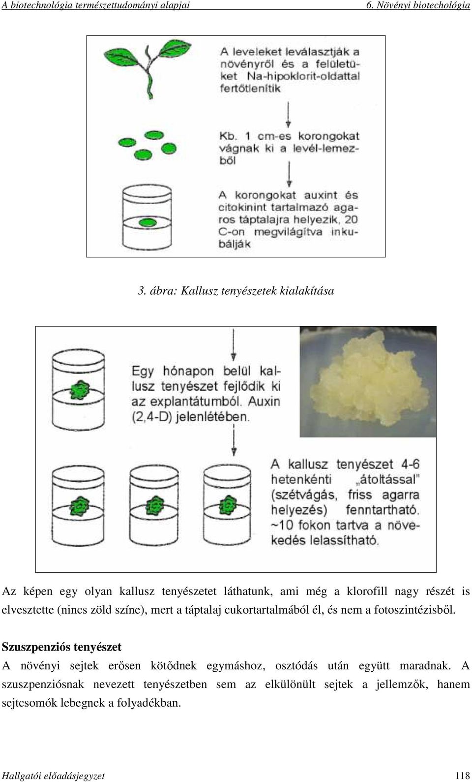 Szuszpenziós tenyészet A növényi sejtek erősen kötődnek egymáshoz, osztódás után együtt maradnak.