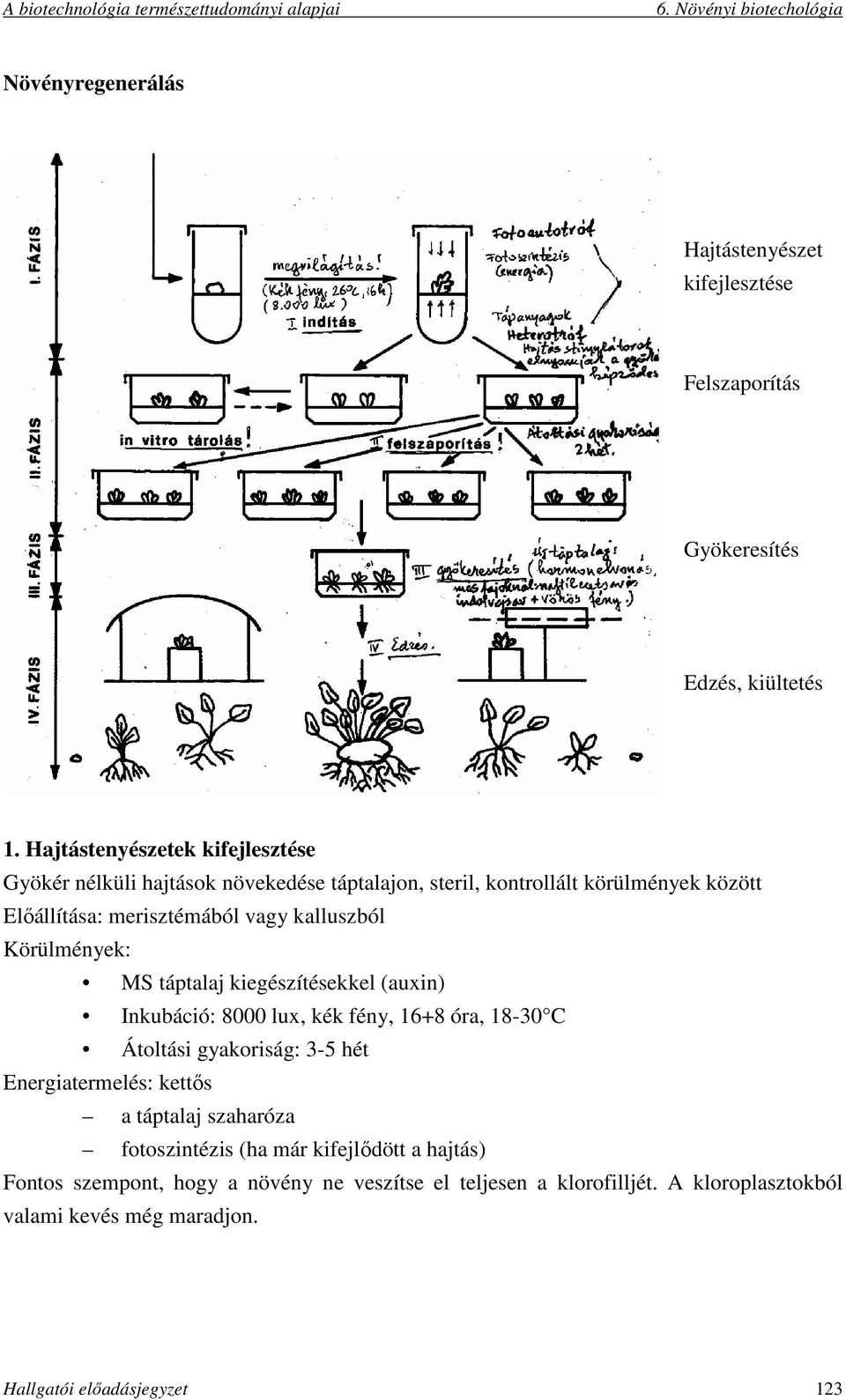 kalluszból Körülmények: MS táptalaj kiegészítésekkel (auxin) Inkubáció: 8000 lux, kék fény, 16+8 óra, 18-30 C Átoltási gyakoriság: 3-5 hét