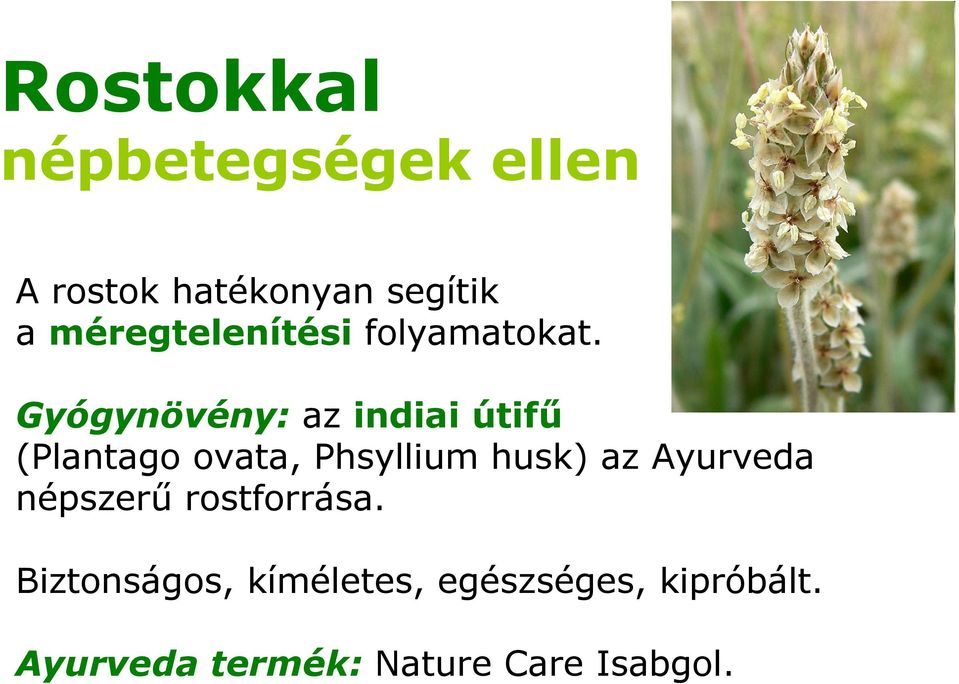 Gyógynövény: az indiai útifű (Plantago ovata, Phsyllium husk) az