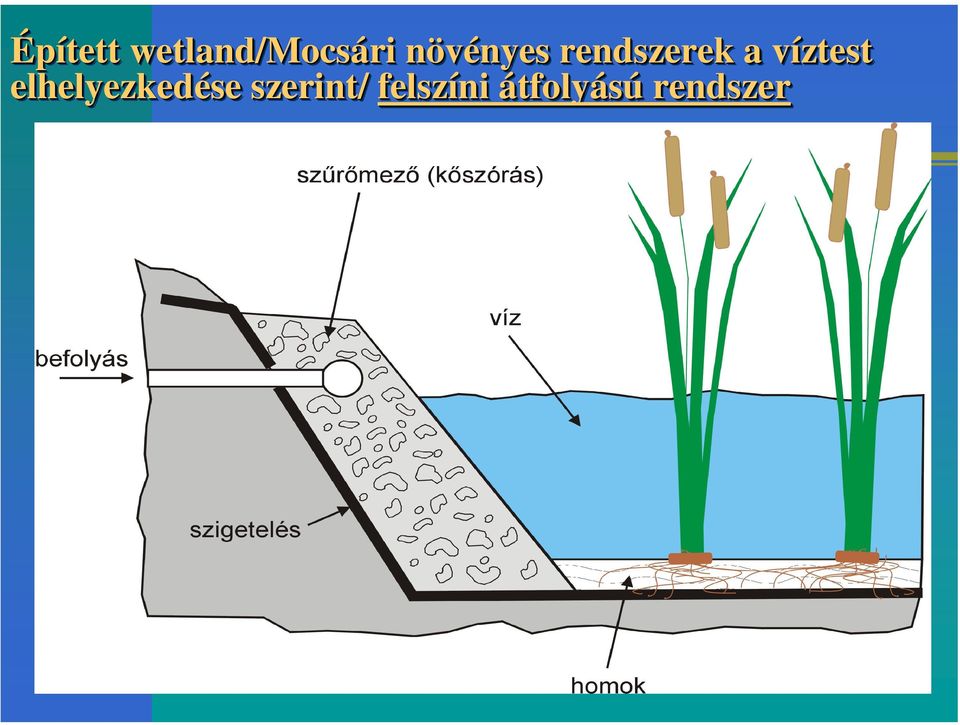 víztest v elhelyezkedése