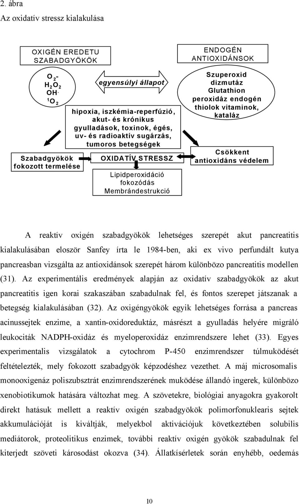 Lipidperoxidáció fokozódás Membrándestrukció ENDOGÉN ANTIOXIDÁNSOK Szuperoxid dizmutáz Glutathion peroxidáz endogén thiolok vitaminok, kataláz Csökkent antioxidáns védelem A reaktív oxigén