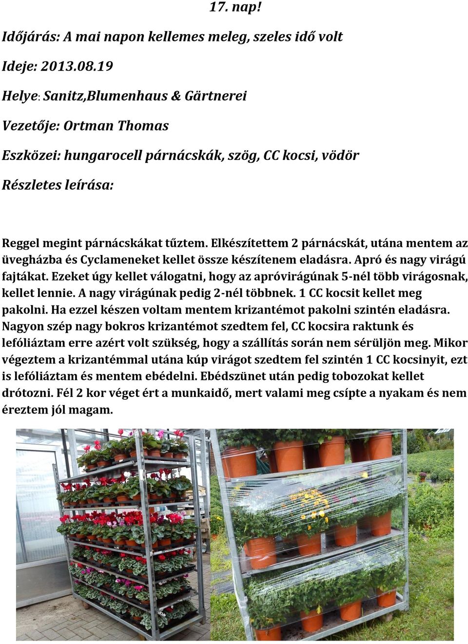 Elkészítettem 2 párnácskát, utána mentem az üvegházba és Cyclameneket kellet össze készítenem eladásra. Apró és nagy virágú fajtákat.