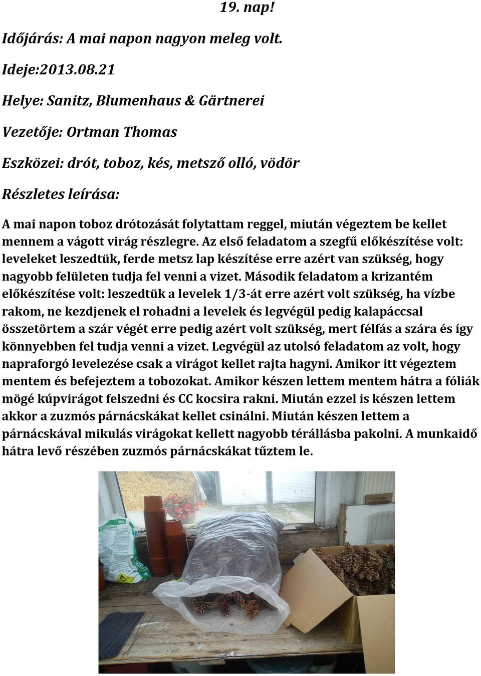 vágott virág részlegre. Az első feladatom a szegfű előkészítése volt: leveleket leszedtük, ferde metsz lap készítése erre azért van szükség, hogy nagyobb felületen tudja fel venni a vizet.