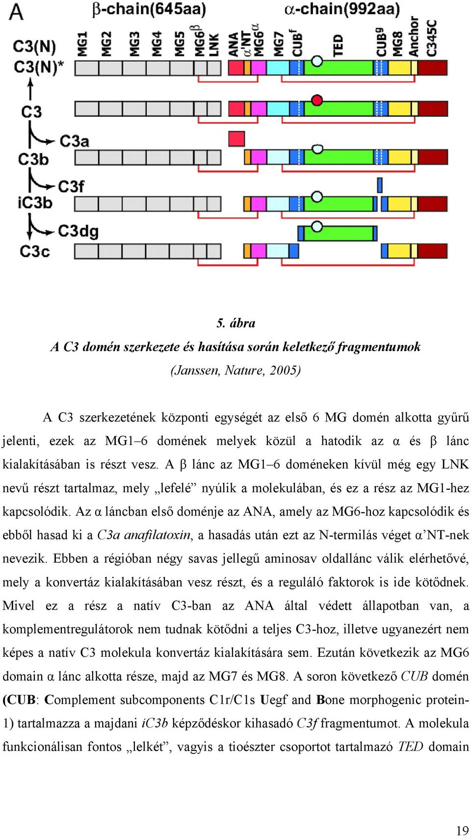 A β lánc az MG1 6 doméneken kívül még egy LNK nevű részt tartalmaz, mely lefelé nyúlik a molekulában, és ez a rész az MG1-hez kapcsolódik.