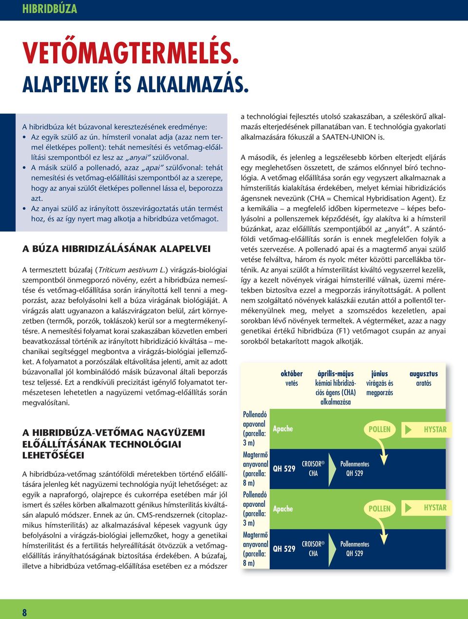 A másik szülô a pollenadó, azaz apai szülôvonal: tehát nemesítési és vetômag-elôállítási szempontból az a szerepe, hogy az anyai szülôt életképes pollennel lássa el, beporozza azt.