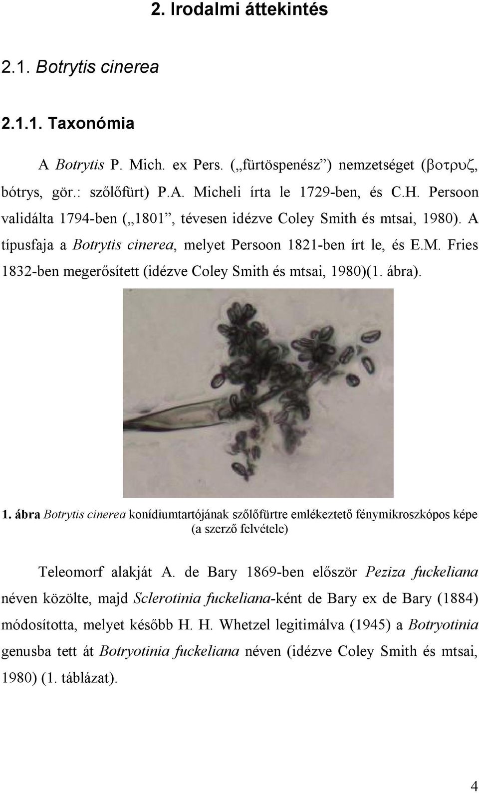 Fries 1832-ben megerősített (idézve Coley Smith és mtsai, 1980)(1. ábra). 1. ábra Botrytis cinerea konídiumtartójának szőlőfürtre emlékeztető fénymikroszkópos képe (a szerző felvétele) Teleomorf alakját A.