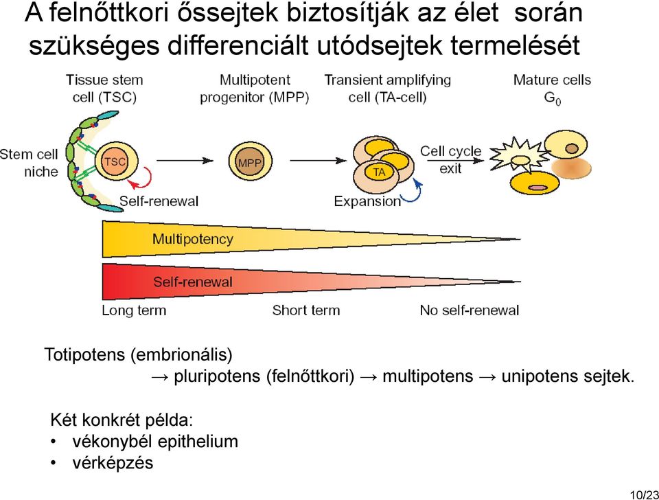 (embrionális) pluripotens (felnőttkori) multipotens