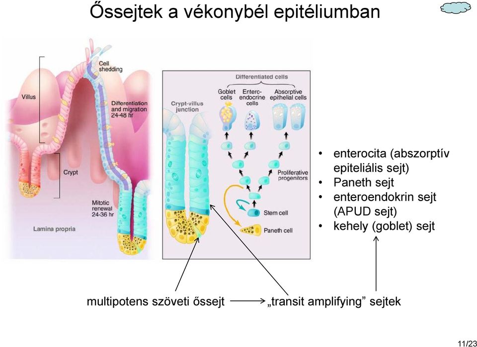 enteroendokrin sejt (APUD sejt) kehely (goblet)