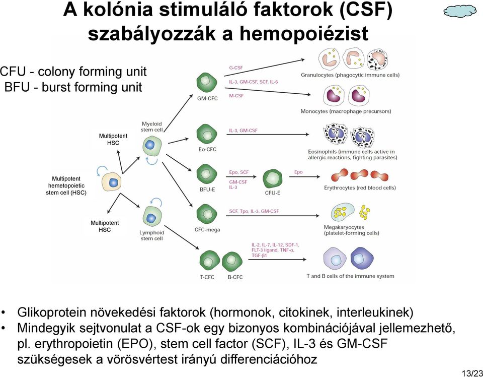 (hormonok, citokinek, interleukinek) Mindegyik sejtvonulat a CSF-ok egy bizonyos kombinációjával jellemezhető, pl.