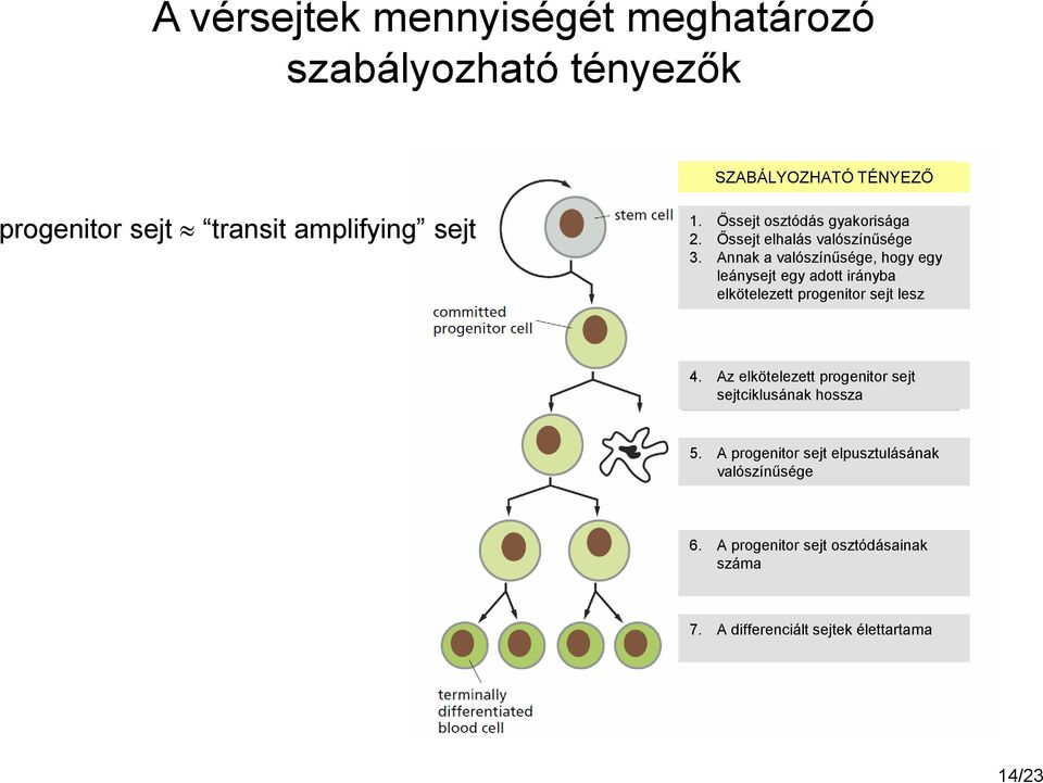 Annak a valószínűsége, hogy egy leánysejt egy adott irányba elkötelezett progenitor sejt lesz 4.