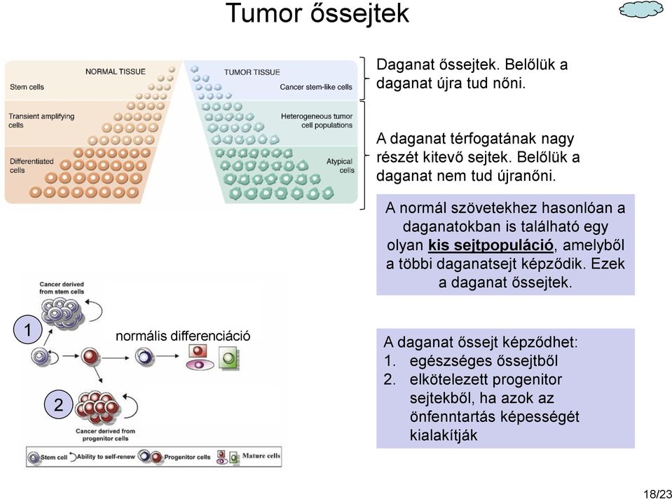 A normál szövetekhez hasonlóan a daganatokban is található egy olyan kis sejtpopuláció, amelyből a többi daganatsejt