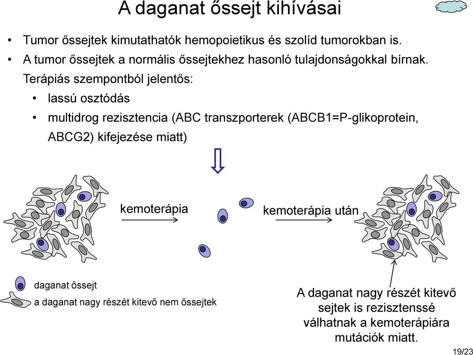 Terápiás szempontból jelentős: lassú osztódás multidrog rezisztencia (ABC transzporterek (ABCB1=P-glikoprotein, ABCG2)