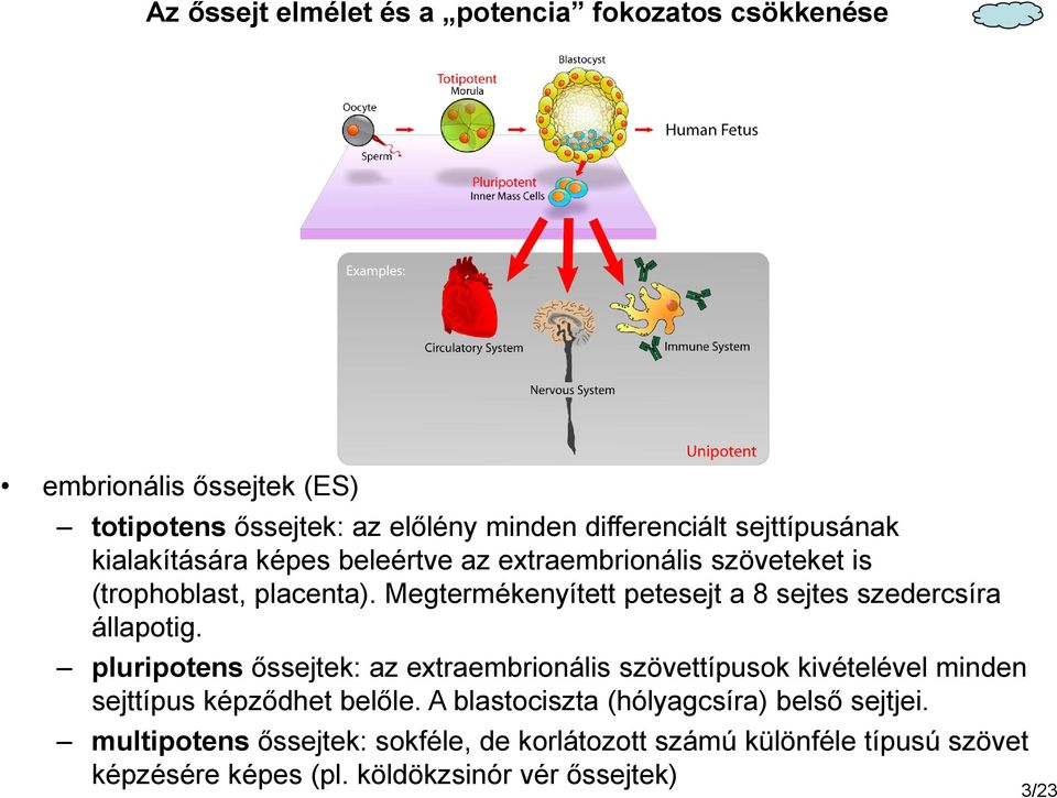 Megtermékenyített petesejt a 8 sejtes szedercsíra állapotig.