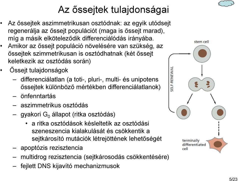 multi- és unipotens őssejtek különböző mértékben differenciálatlanok) önfenntartás aszimmetrikus osztódás gyakori G 0 állapot (ritka osztódás) a ritka osztódások késleltetik az osztódási