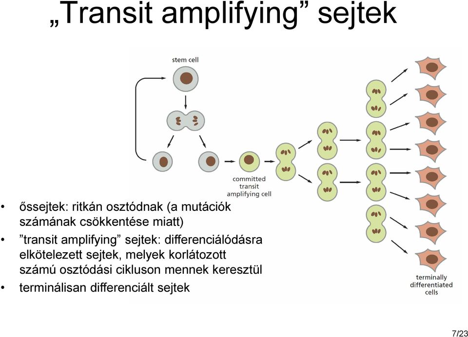 differenciálódásra elkötelezett sejtek, melyek korlátozott számú