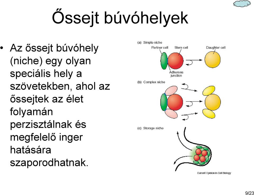 az őssejtek az élet folyamán perzisztálnak és