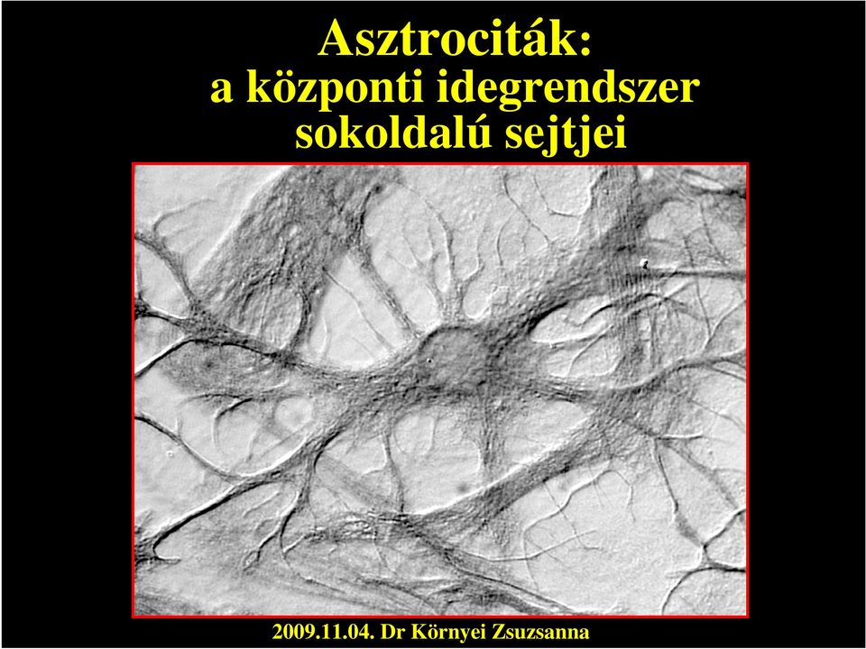 sokoldalú sejtjei