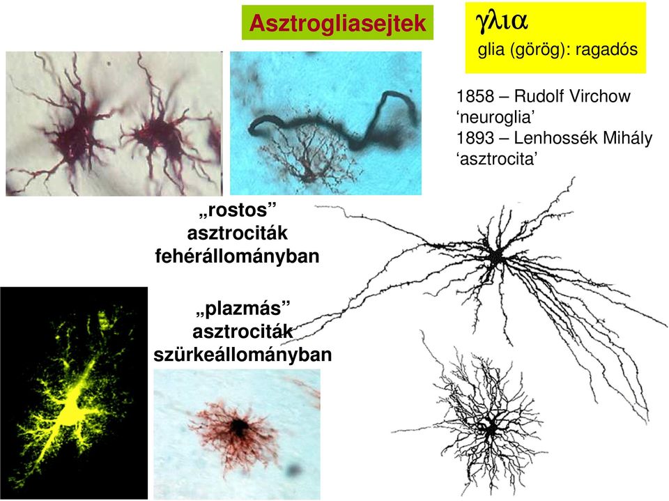 Mihály asztrocita rostos asztrociták