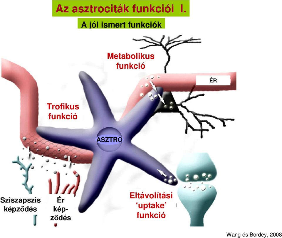 Trofikus funkció ASZTRO Sziszapszis képzıdés