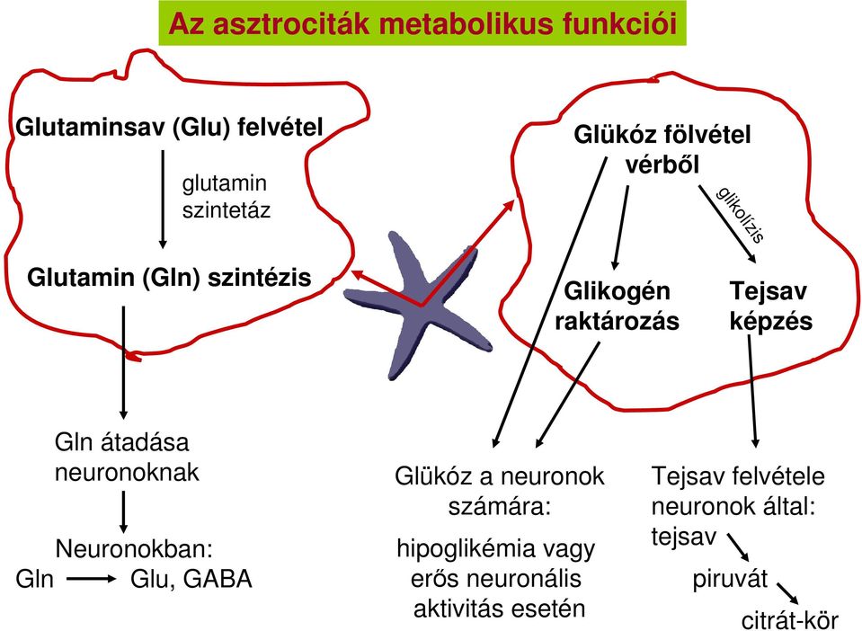 átadása neuronoknak Neuronokban: Gln Glu, GABA Glükóz a neuronok számára: hipoglikémia