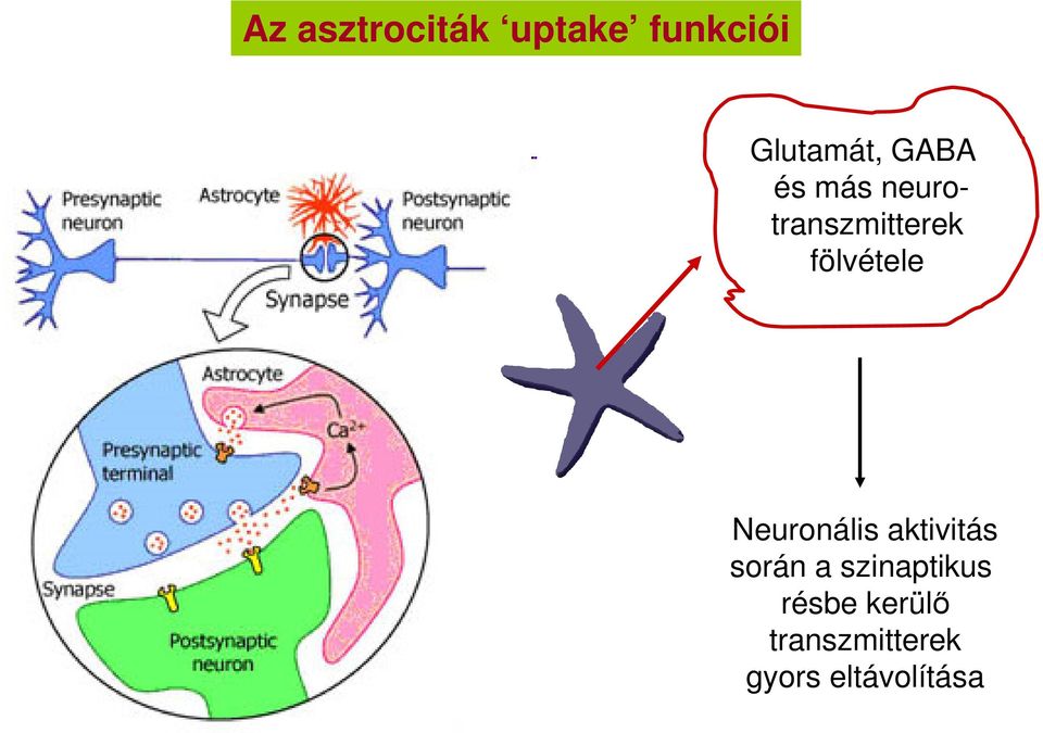 Neuronális aktivitás során a szinaptikus