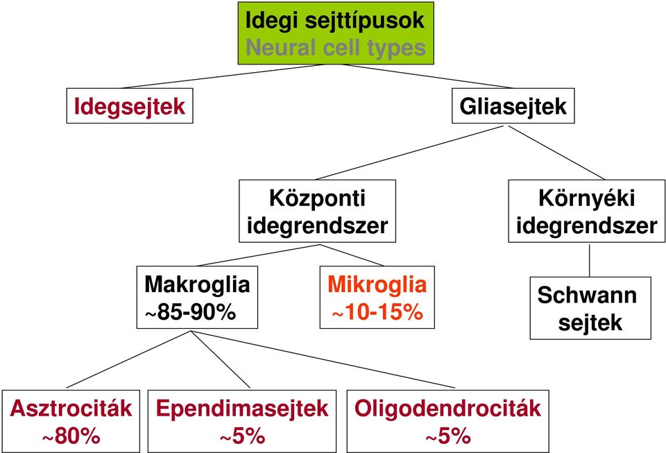 idegrendszer Makroglia ~85-90% Mikroglia ~10-15%