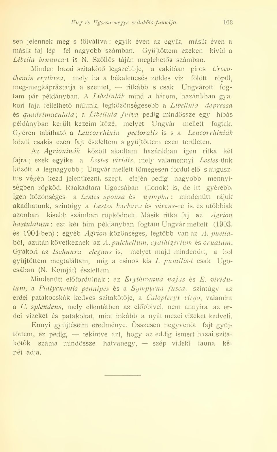 Minden hazai szitaköt legszebbje, a vakítóan piros Crocothemis erythrea, mely ha a békalencsés zöldes víz fölött röpül, meg-megkápráztatja a szemet, ritkább s csak Ungvárott fogtam pár példányban.