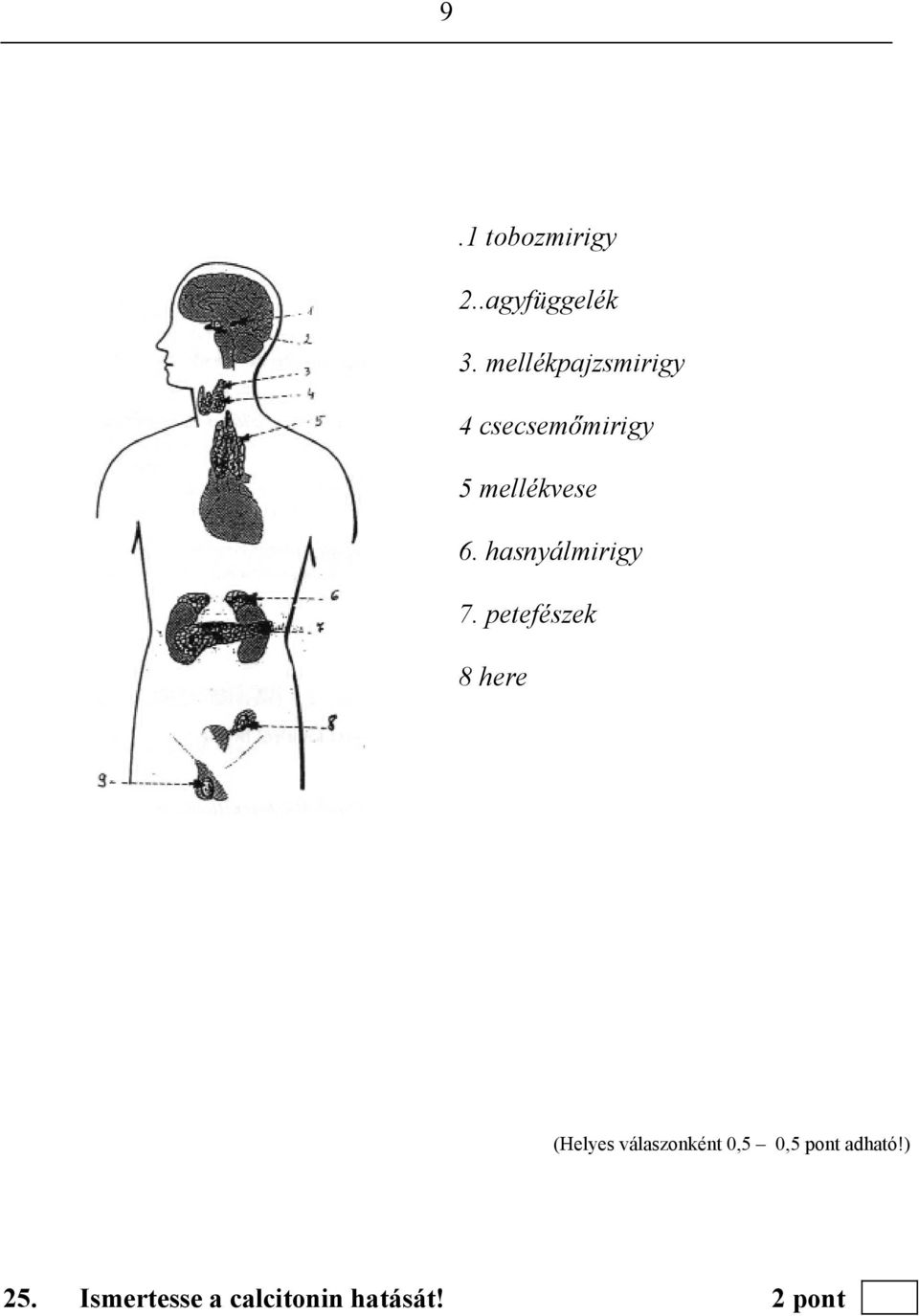 mellékvese 6. hasnyálmirigy 7.