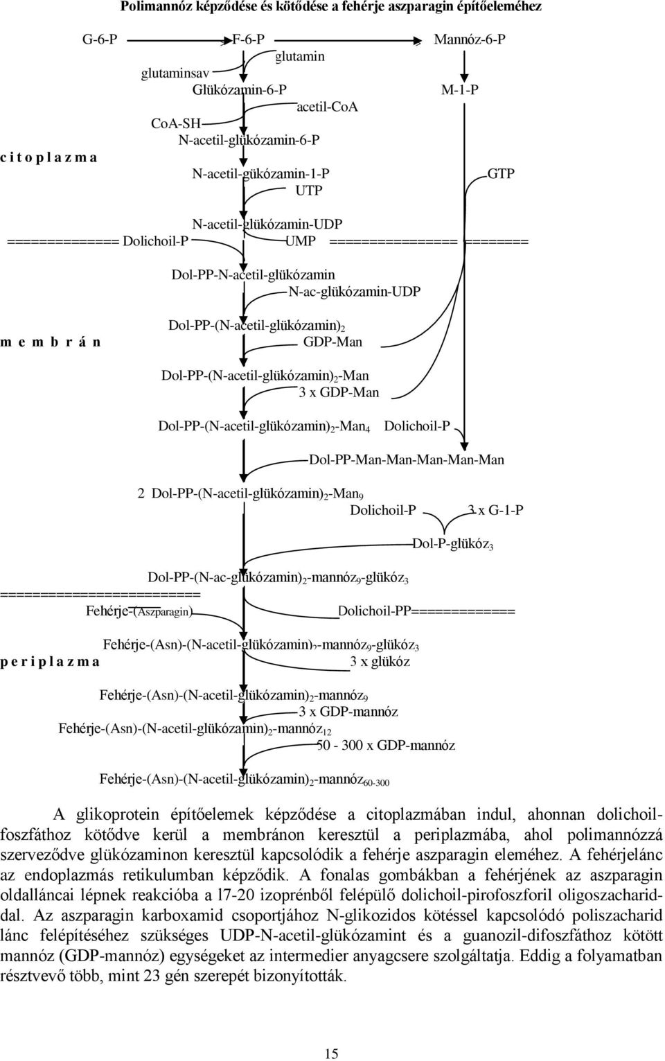 Dol-PP-(N-acetil-glükózamin) 2 GDP-Man Dol-PP-(N-acetil-glükózamin) 2 -Man 3 x GDP-Man Dol-PP-(N-acetil-glükózamin) 2 -Man 4 Dolichoil-P Dol-PP-Man-Man-Man-Man-Man 2 Dol-PP-(N-acetil-glükózamin) 2
