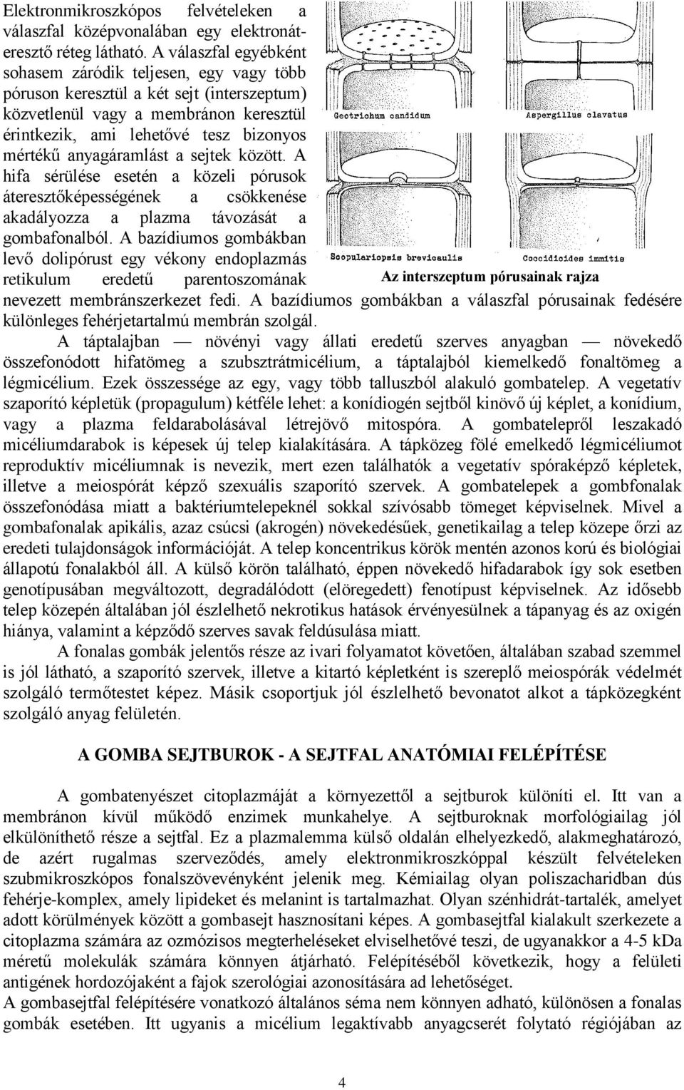 anyagáramlást a sejtek között. A hifa sérülése esetén a közeli pórusok áteresztőképességének a csökkenése akadályozza a plazma távozását a gombafonalból.