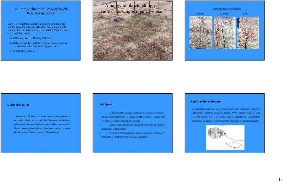 - Vadállomány okozta Élőhely Változás - Szelídgesztenye kéregrák (Cryphonectria parasitica) előfordulása kocsánytalan tölgyesekben - Gyapjaslepke gradáció A felmérés célja: a lágyszárú-, felújítási-