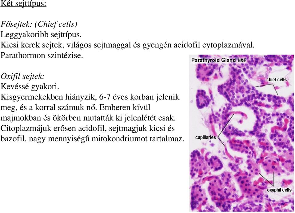 Oxifil sejtek: Kevéssé gyakori. Kisgyermekekben hiányzik, 6-7 éves korban jelenik meg, és a korral számuk nő.