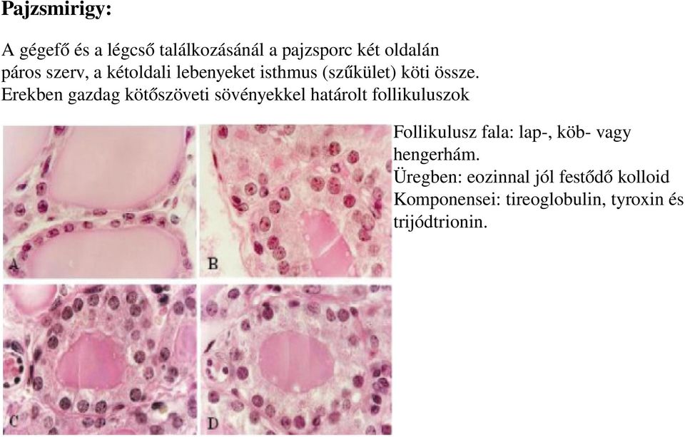 Erekben gazdag kötőszöveti sövényekkel határolt follikuluszok Follikulusz fala: